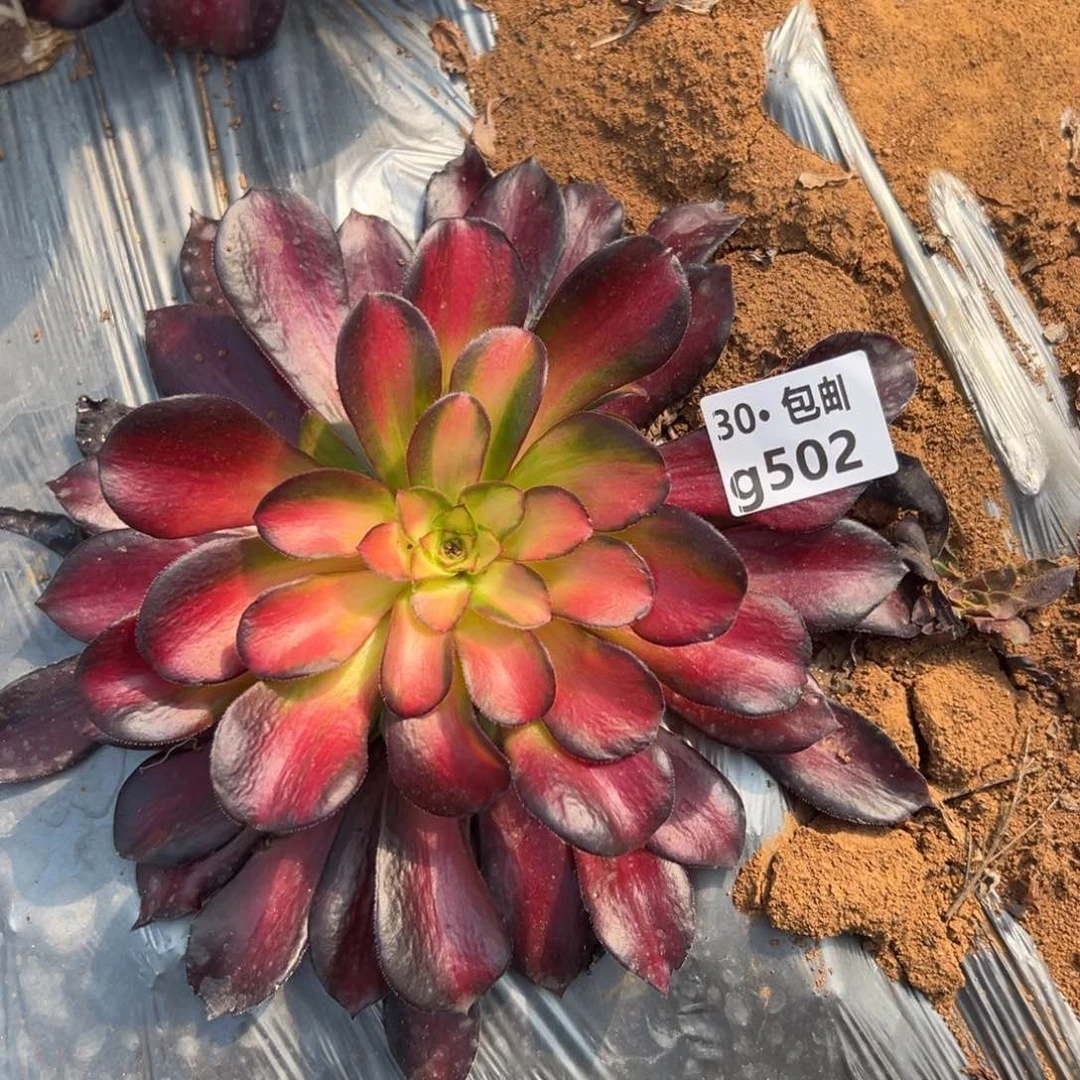 502夕阳多肉法师