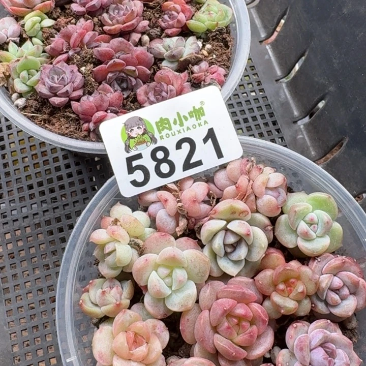 +**～多肉植物多肉植物