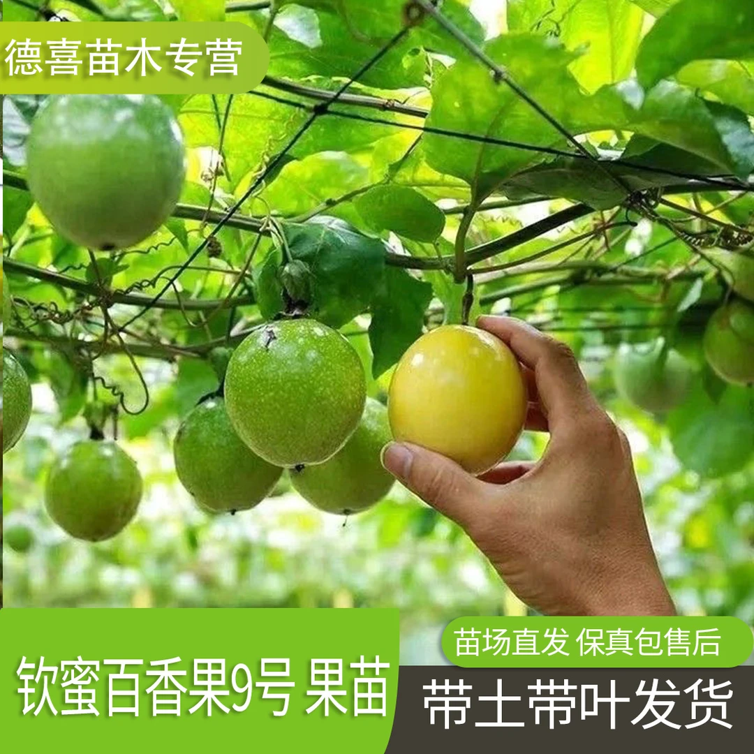 【买就送】钦蜜黄金9号百香果嫁接树苗纯甜四季结果爬藤当年结果