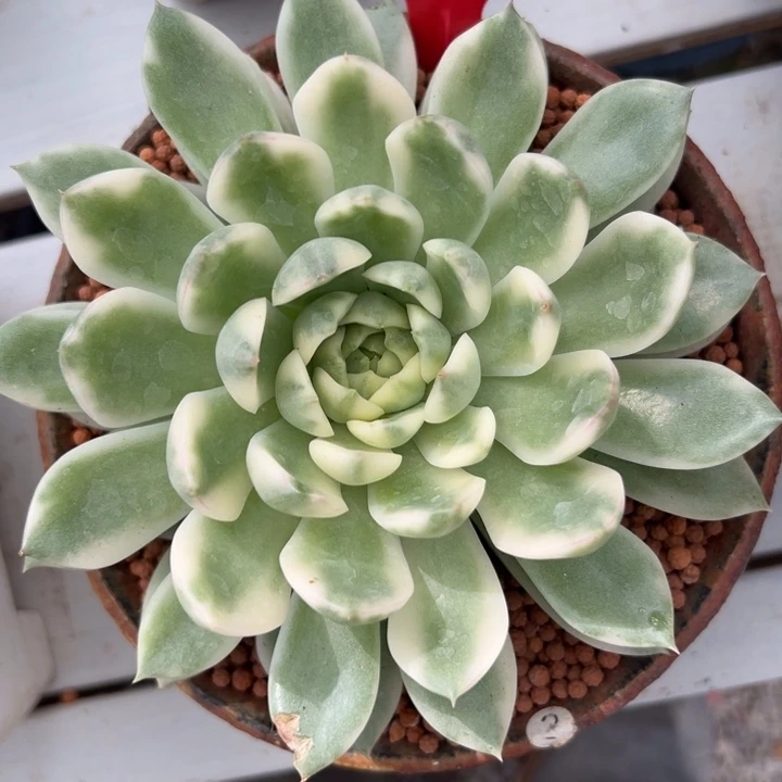 685号冰岛长茶锦多肉