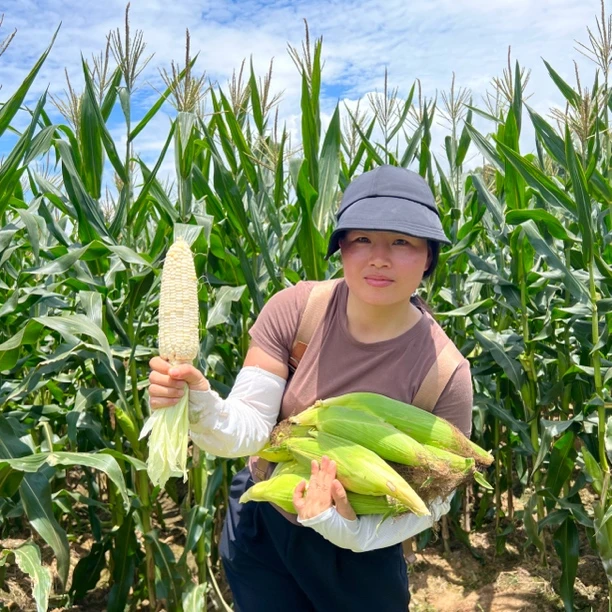 湖南茶陵农家露天自种白糯玉米 新鲜甜糯玉米 当天现摘带壳发货