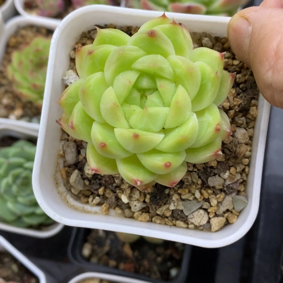 精品多肉一物一拍不包整9