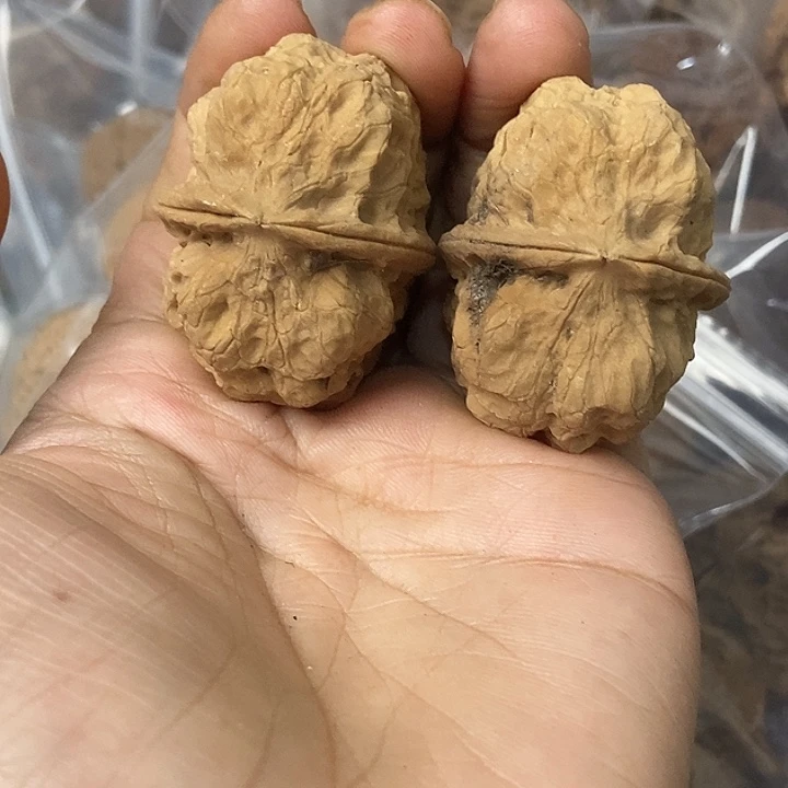 文玩核桃把件云南铁核桃基地22