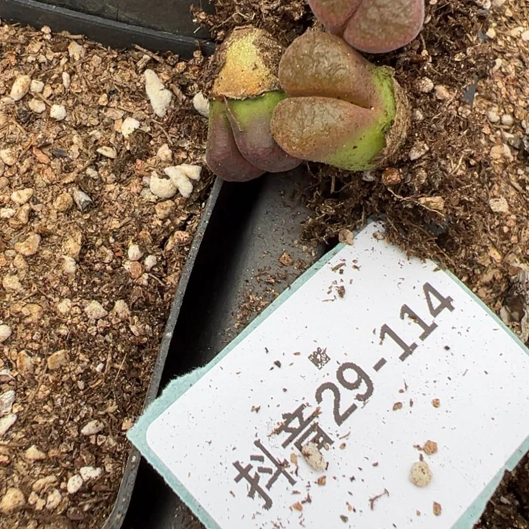 29-114量拍麒麟风铃一颗