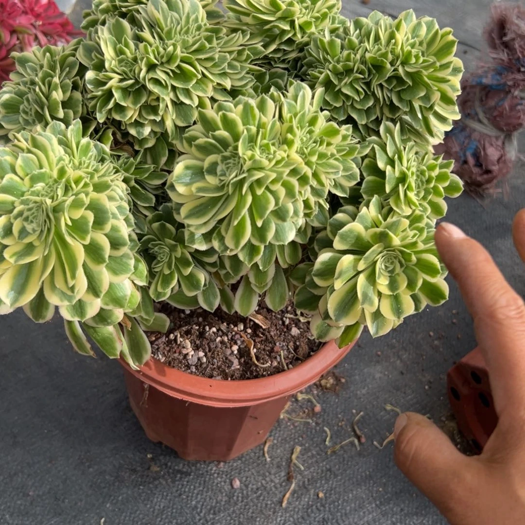 布*子1694迈巴赫缀多破了多肉多破了