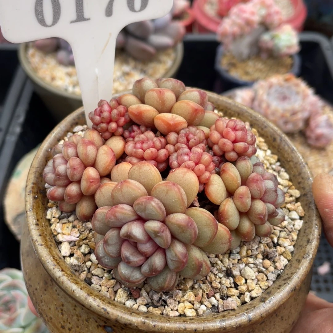 0176葡萄不带盆8厘米