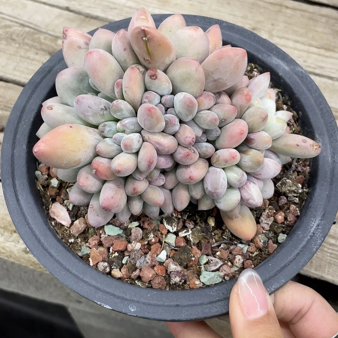 奶酪体香水朵朵缀化