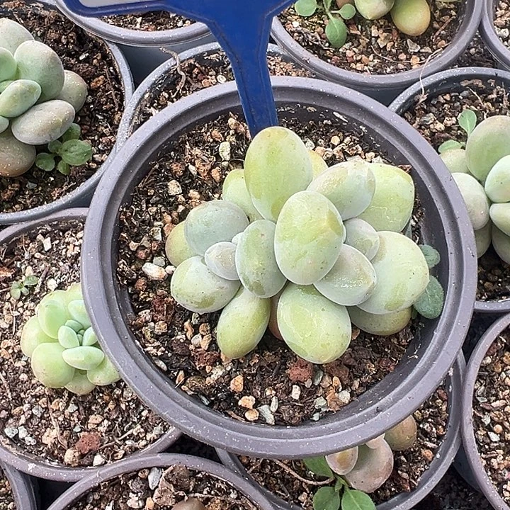 胖X一物一拍102..