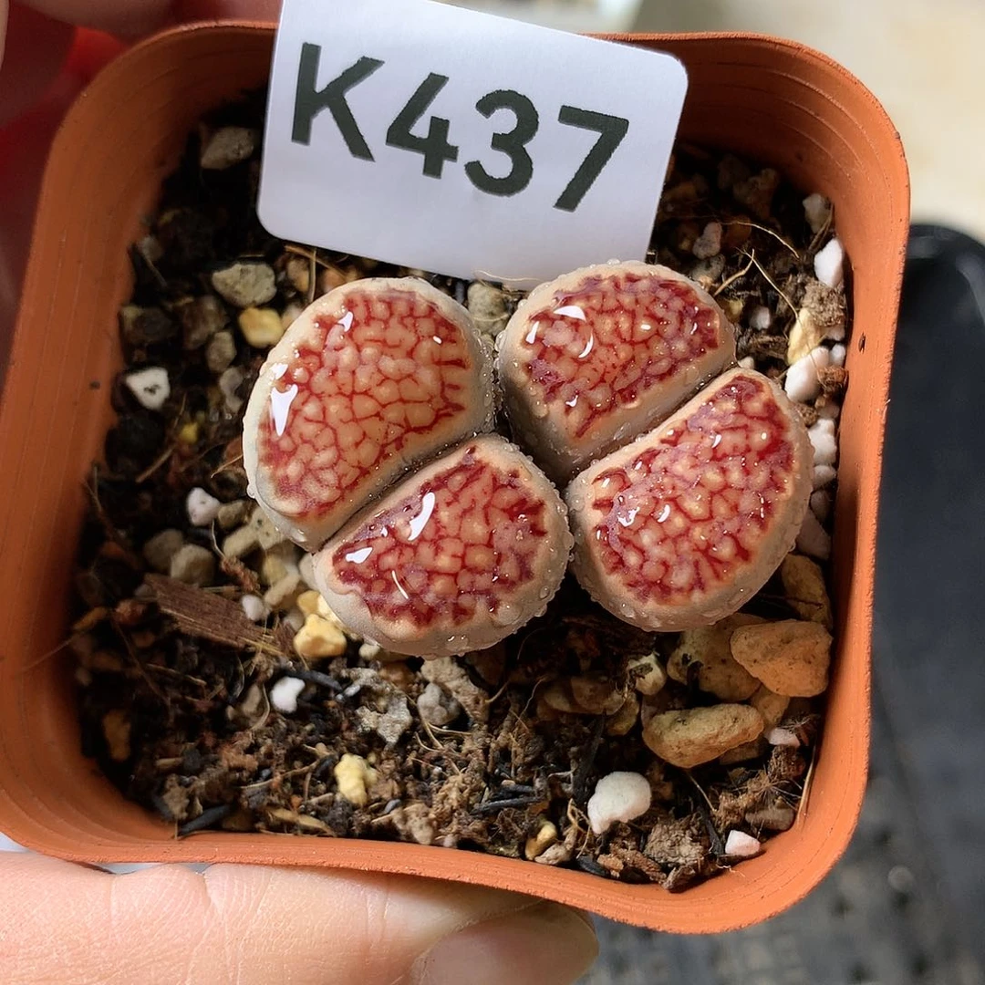 K437多肉植物保护