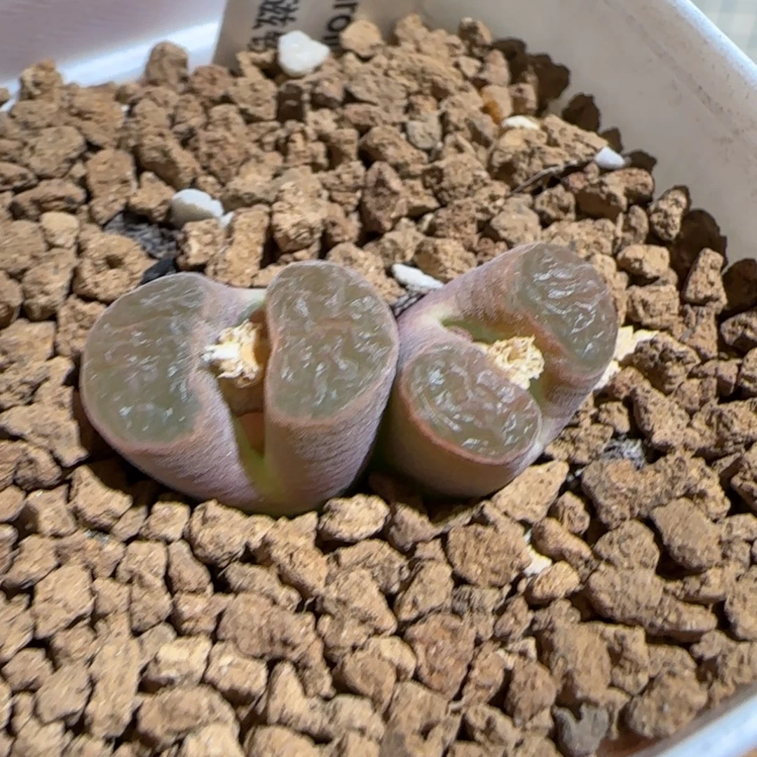 肉锥多肉植物组合-磁铁母本1693
