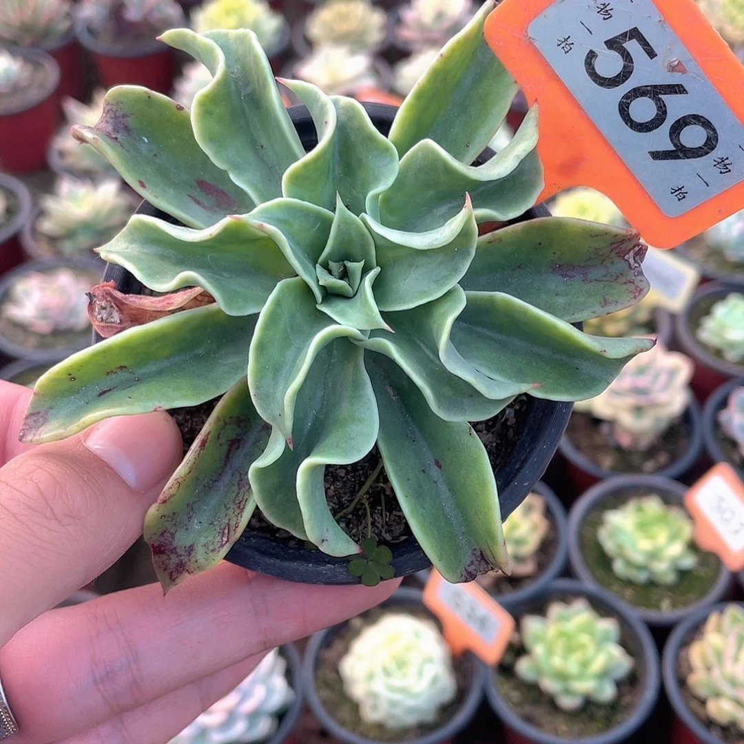 原始章鱼569号多肉