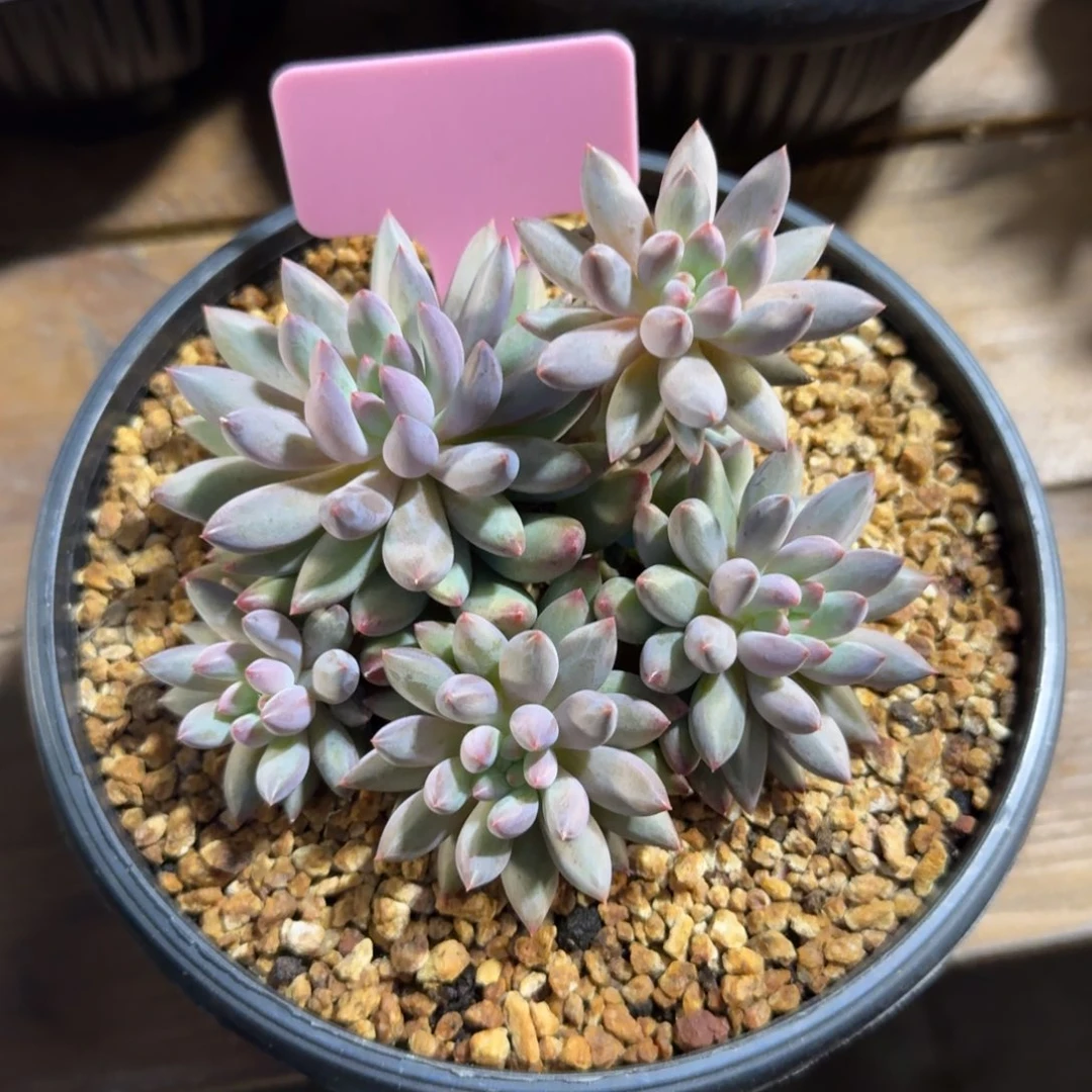 特价虞美人11111111111111111