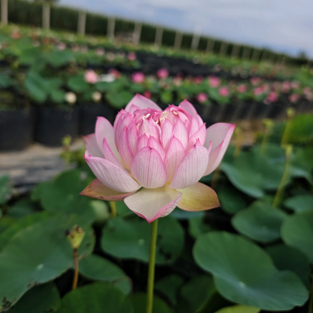 【粉魁】小型碗莲杯苗/种藕水生盆栽植物基地对版发货阳台楼顶庭院