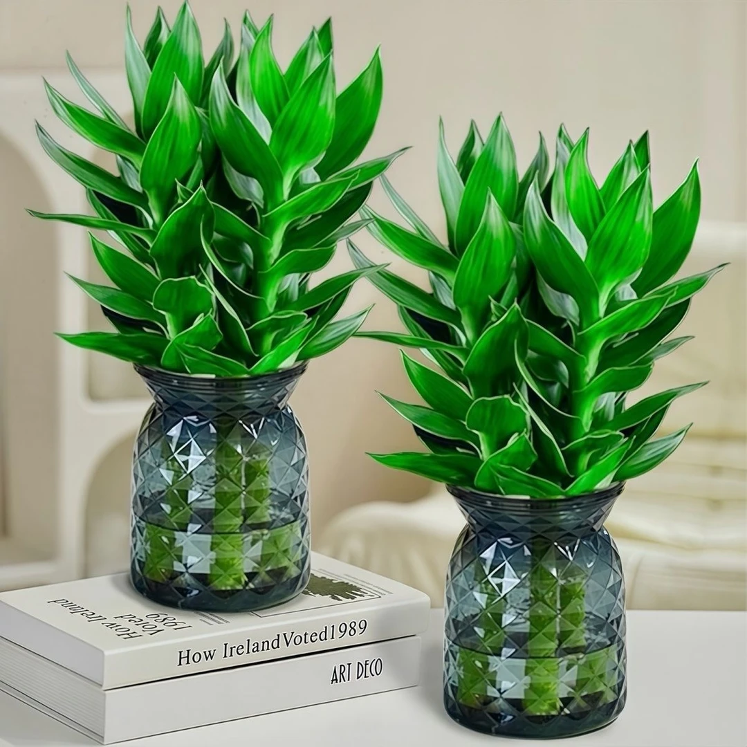 富贵双全观音竹富贵竹盆栽室内水培植物四季好养绿植净化招财摆件