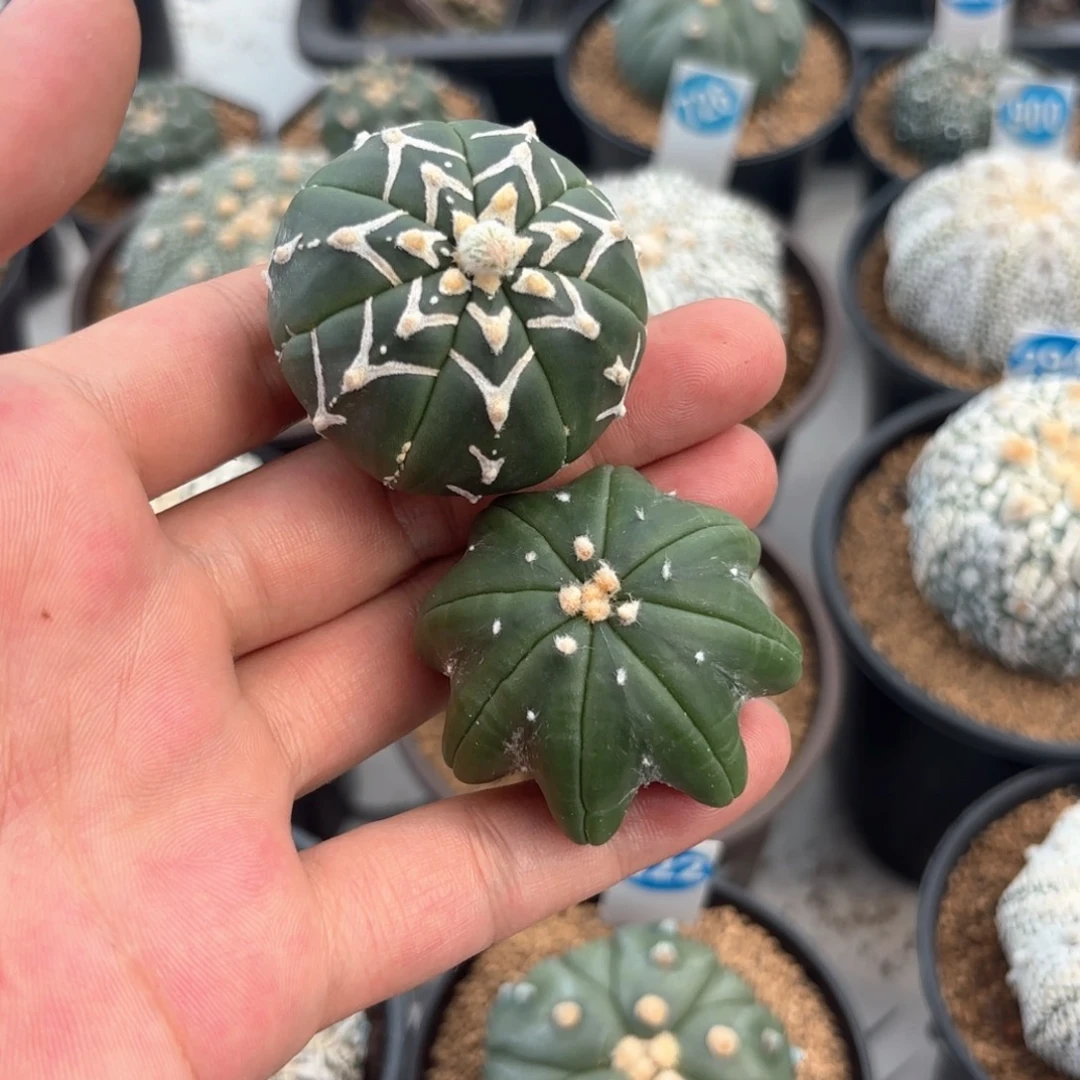 H***.两个泰系实生兜裸根发货