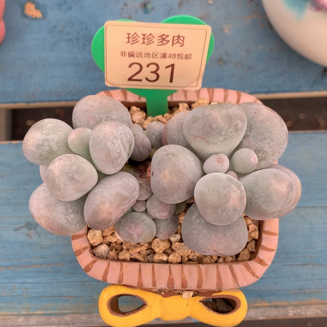 米可奶无砍老桩231