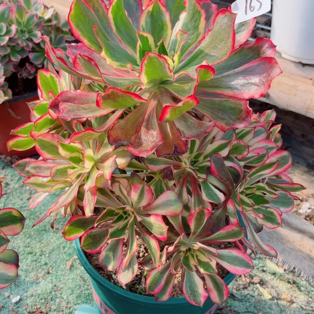 165红魅影手捧花多肉植物