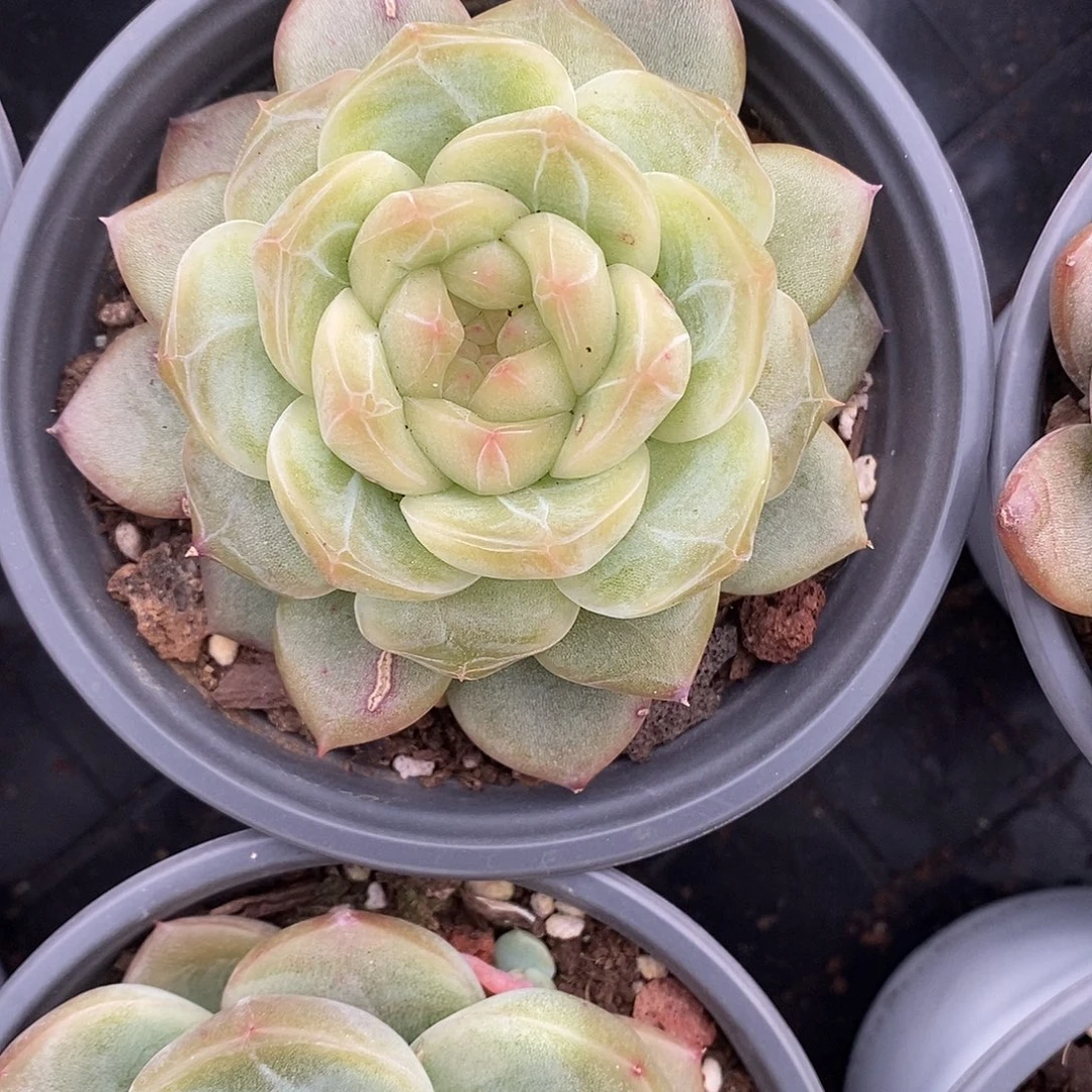 新品珍妮包邮。