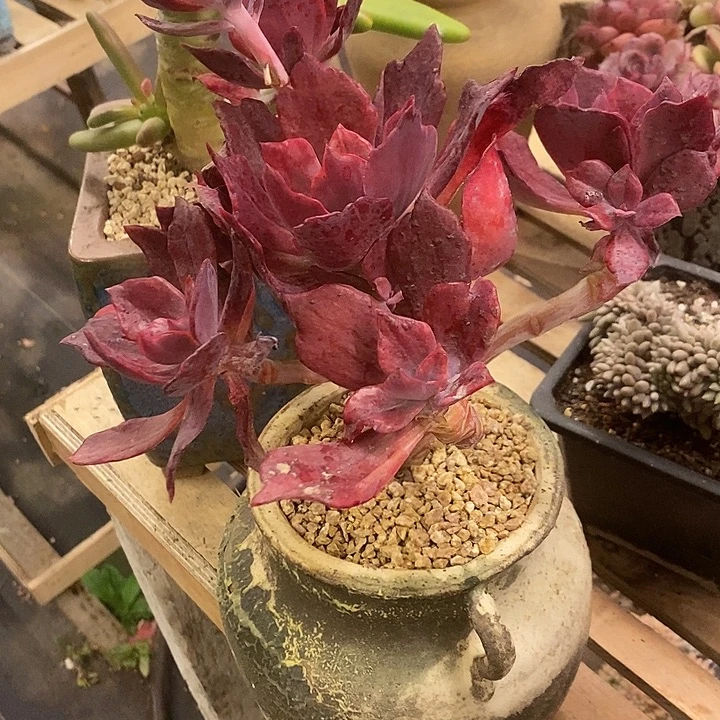 暖***多肉植物肉肉植物