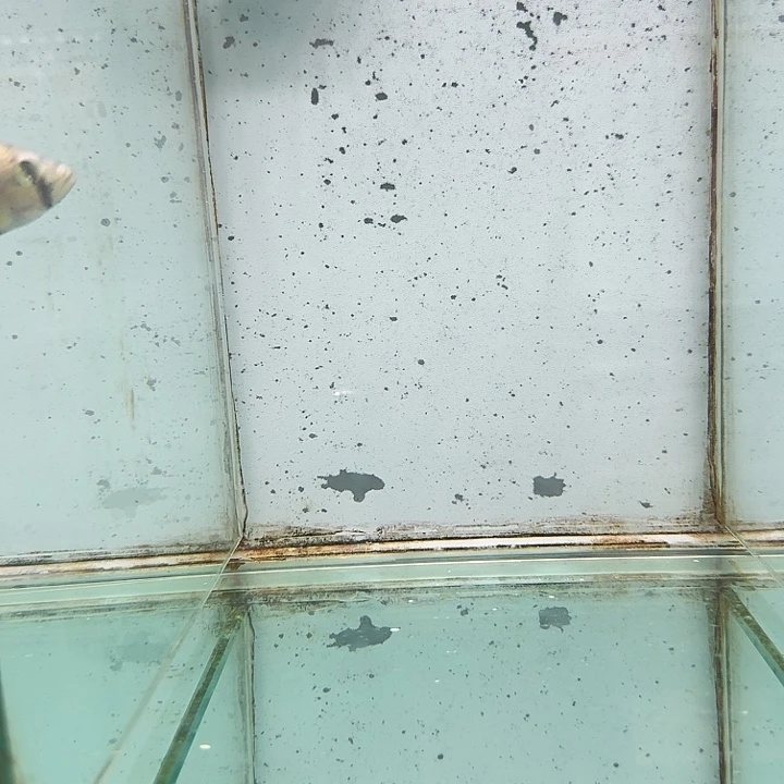 霓虹灯鱼野生利克吗小丑418。