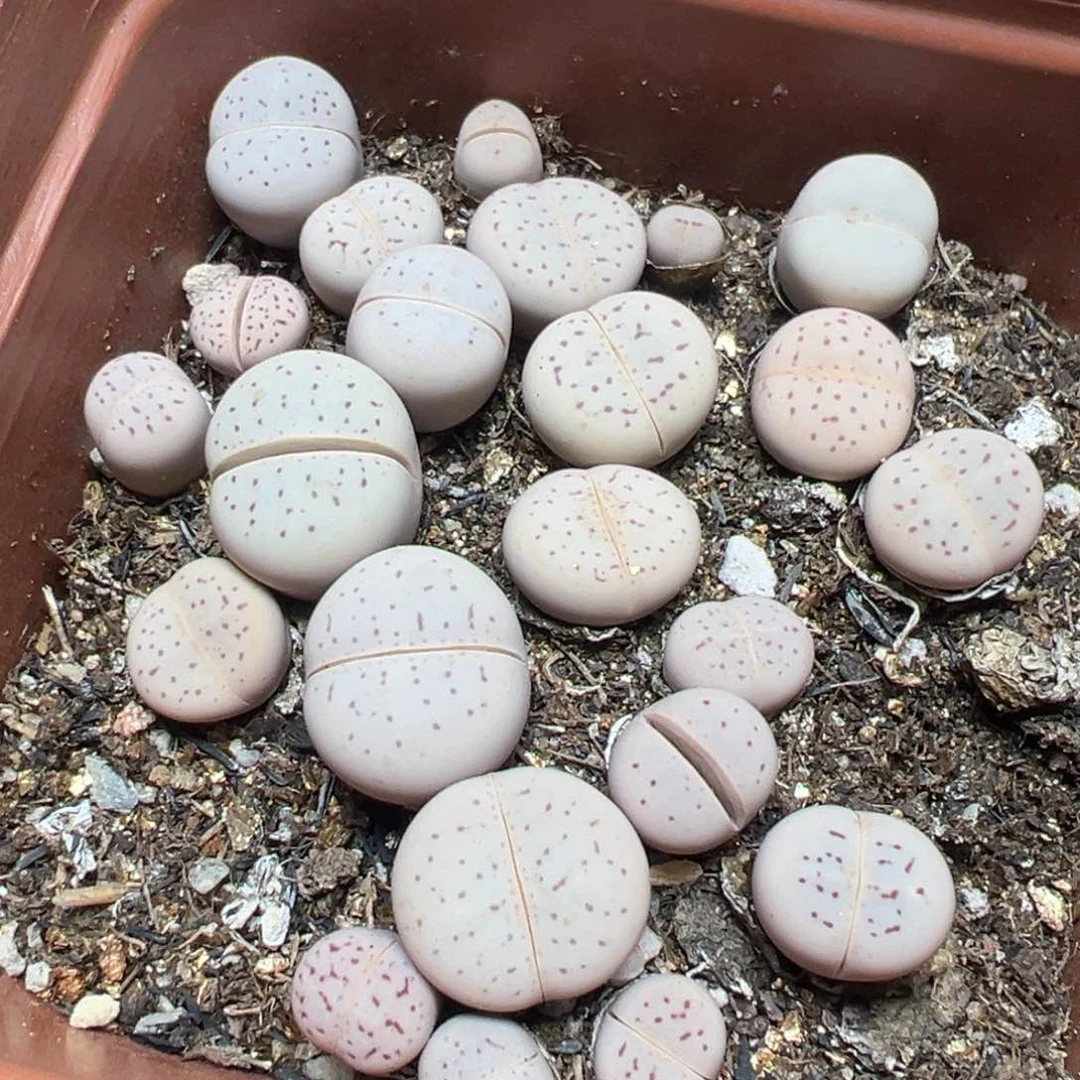 【闪购商品】 697.