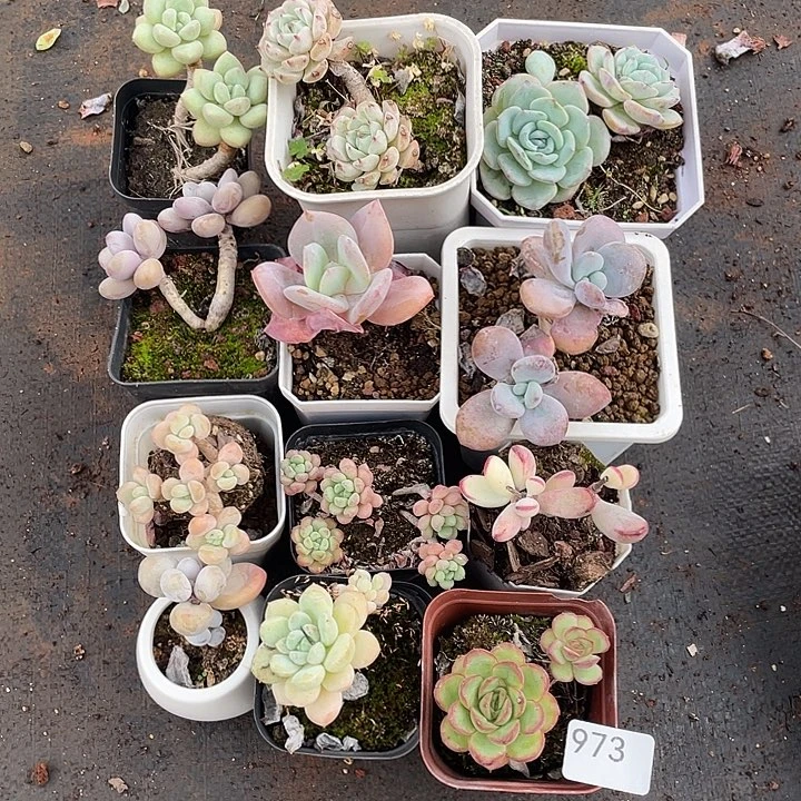 973。  12 棵肉。