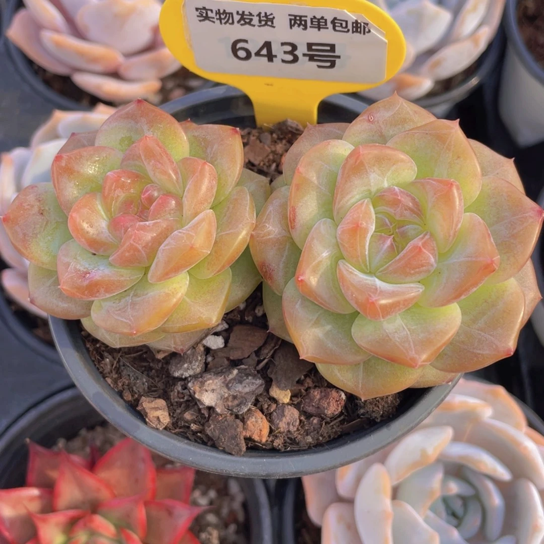 643号 糖心红琥珀一个