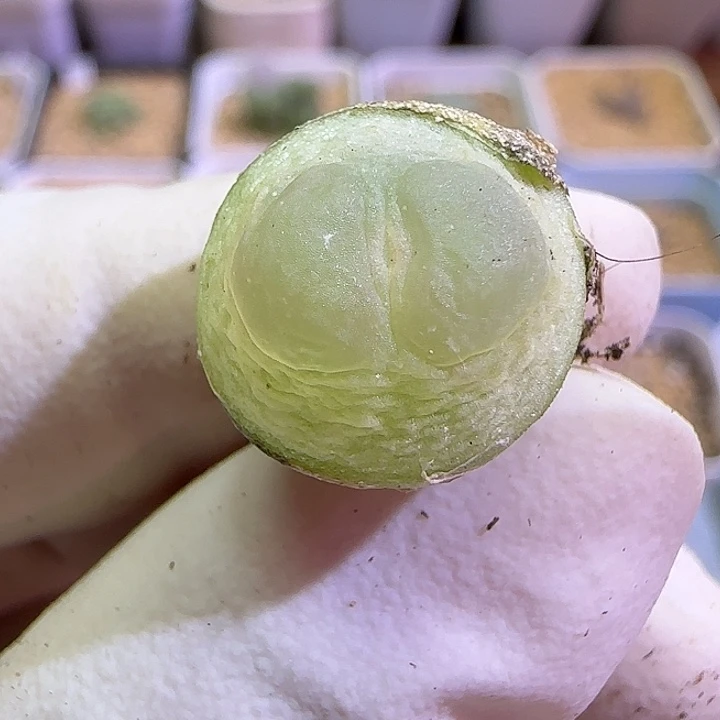 755日系大红拉登1.4