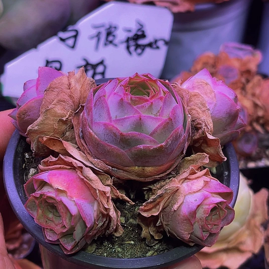 露澜 玻璃心慎拍 多肉