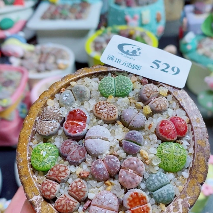 生石花花花开了529