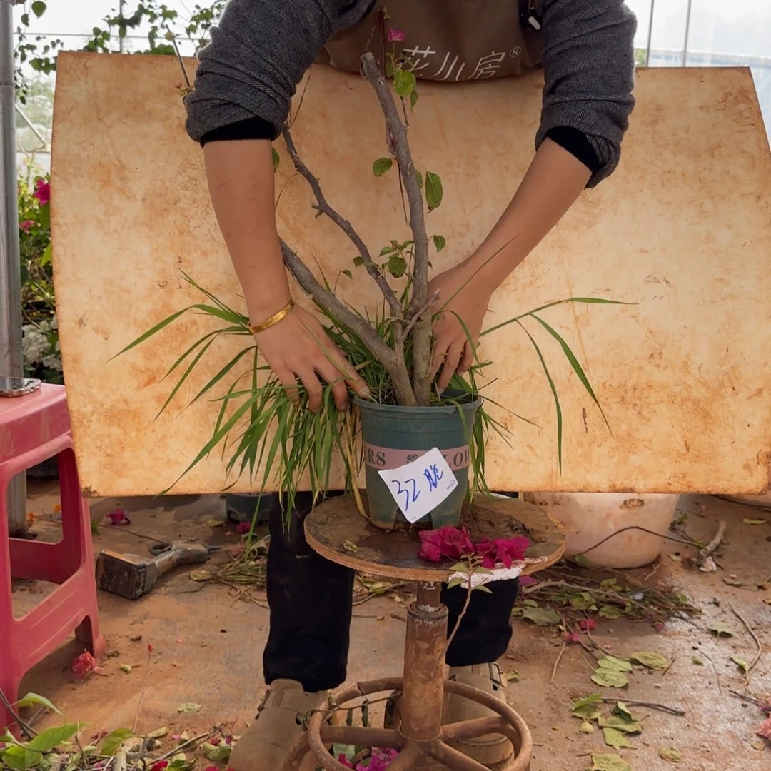大部分花苞少量开放重瓣粉 32脱
