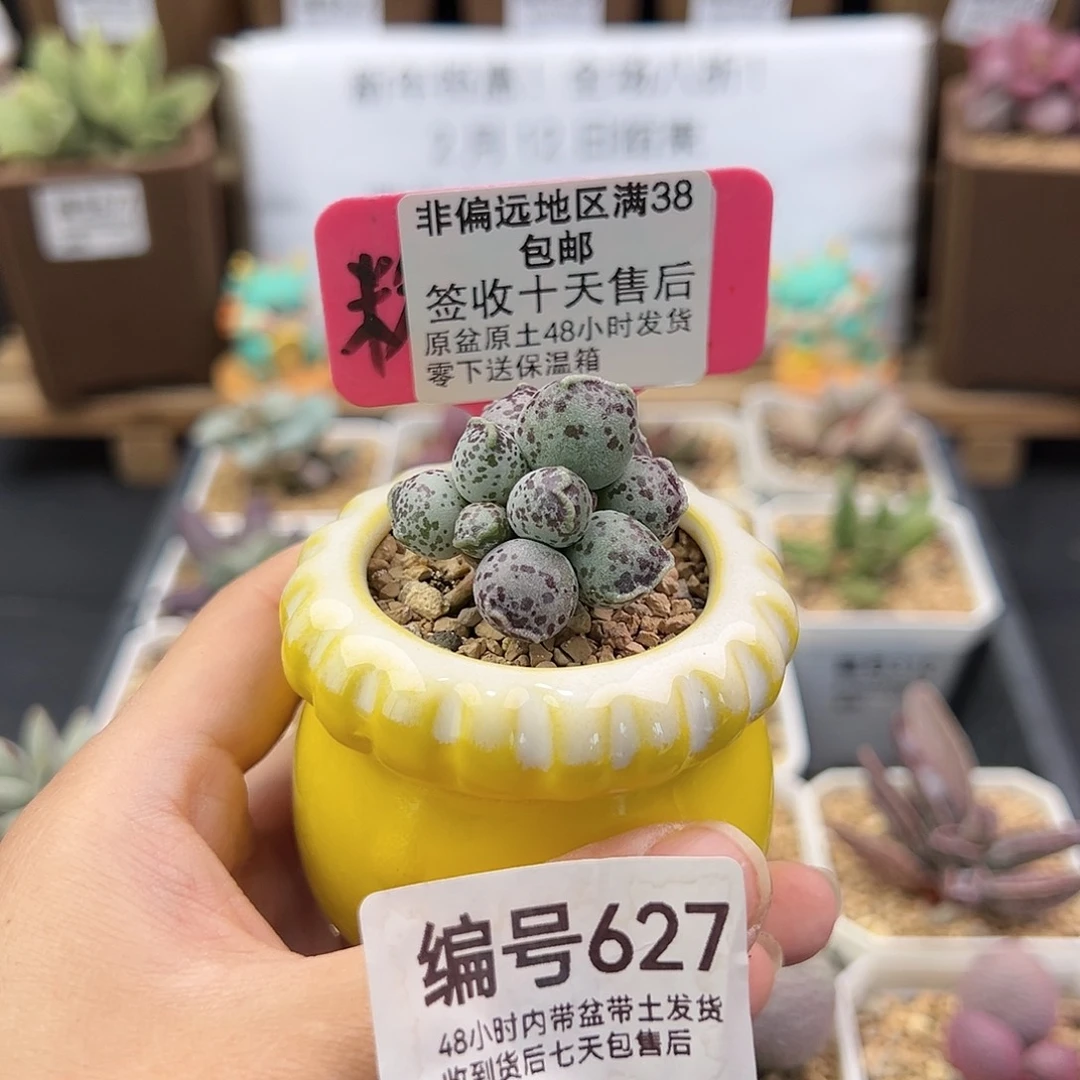 小****r627丸叶海豹多肉