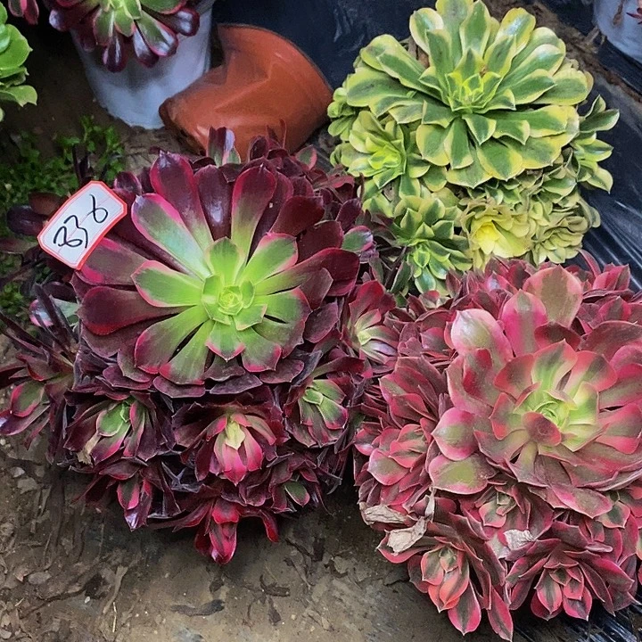 红樱桃粉初恋迈巴赫三棵836号