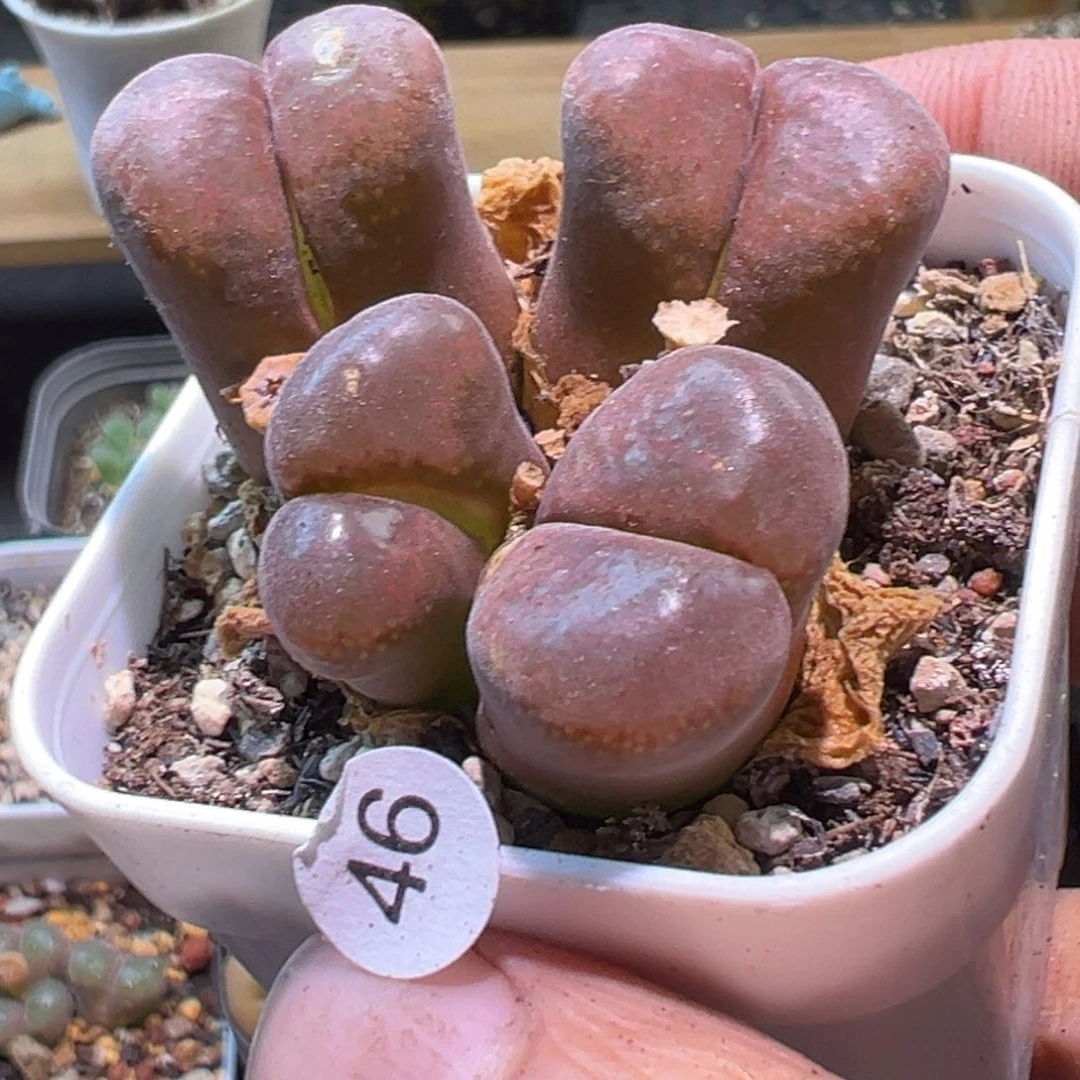 ****了多肉植物1111111111