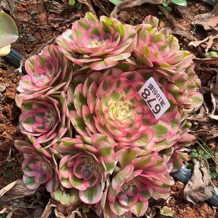 云南多肉倾城朵朵无根678