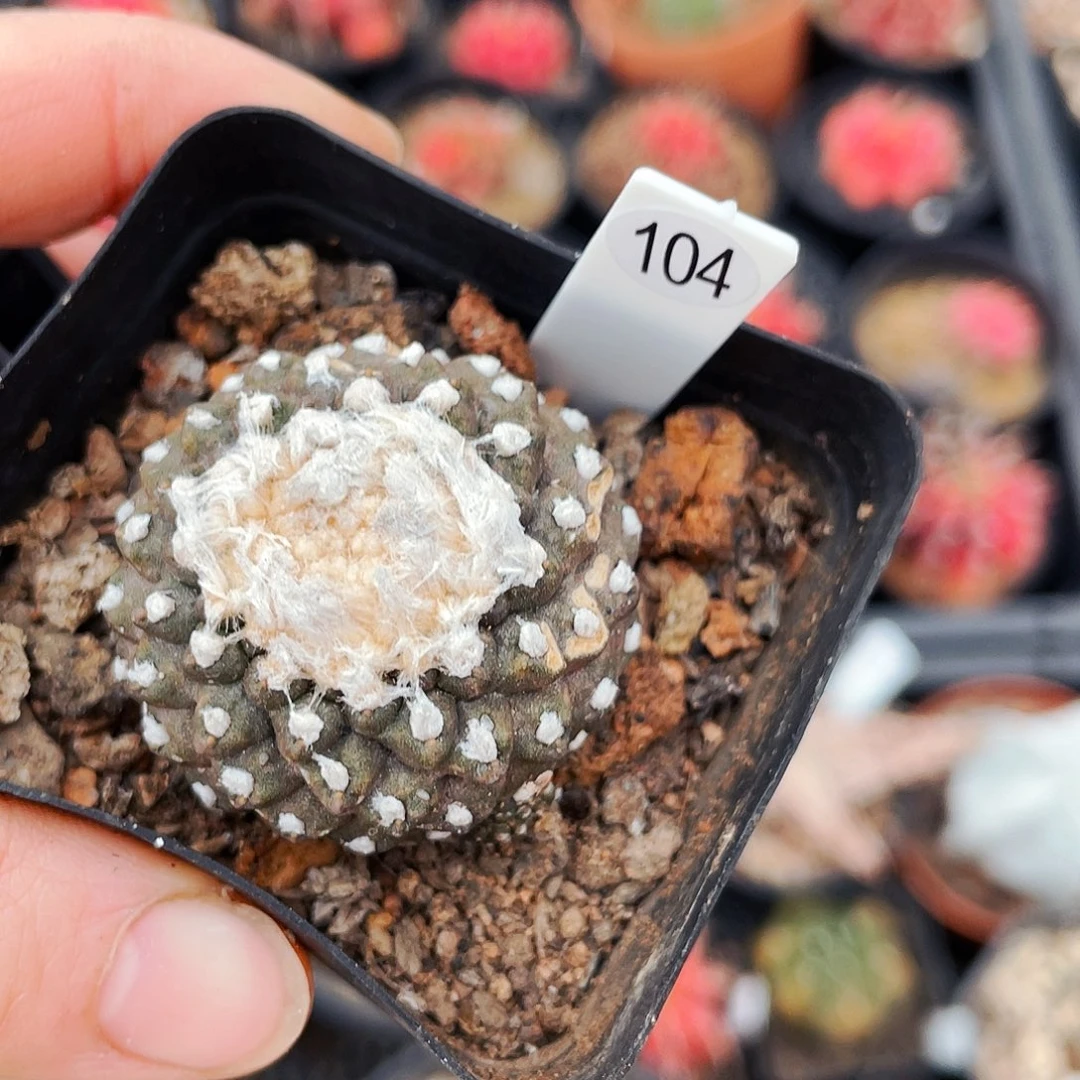 非偏远地区满25包邮仙人球