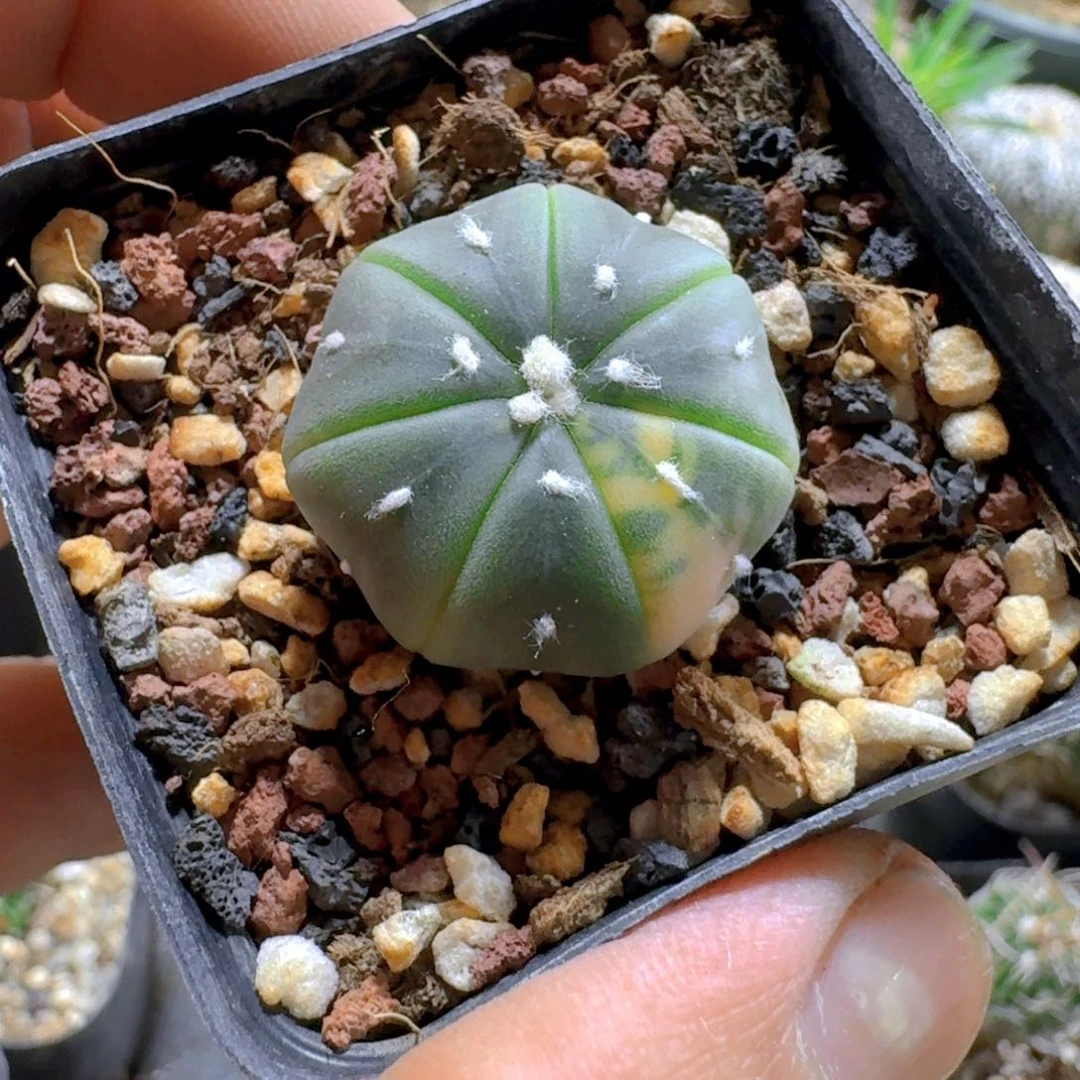 与***行264兜锦脱土发货实生