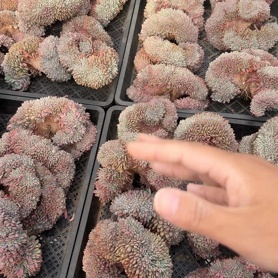 叶插超大爱丽儿缀随机，售后范围：签收起7天内