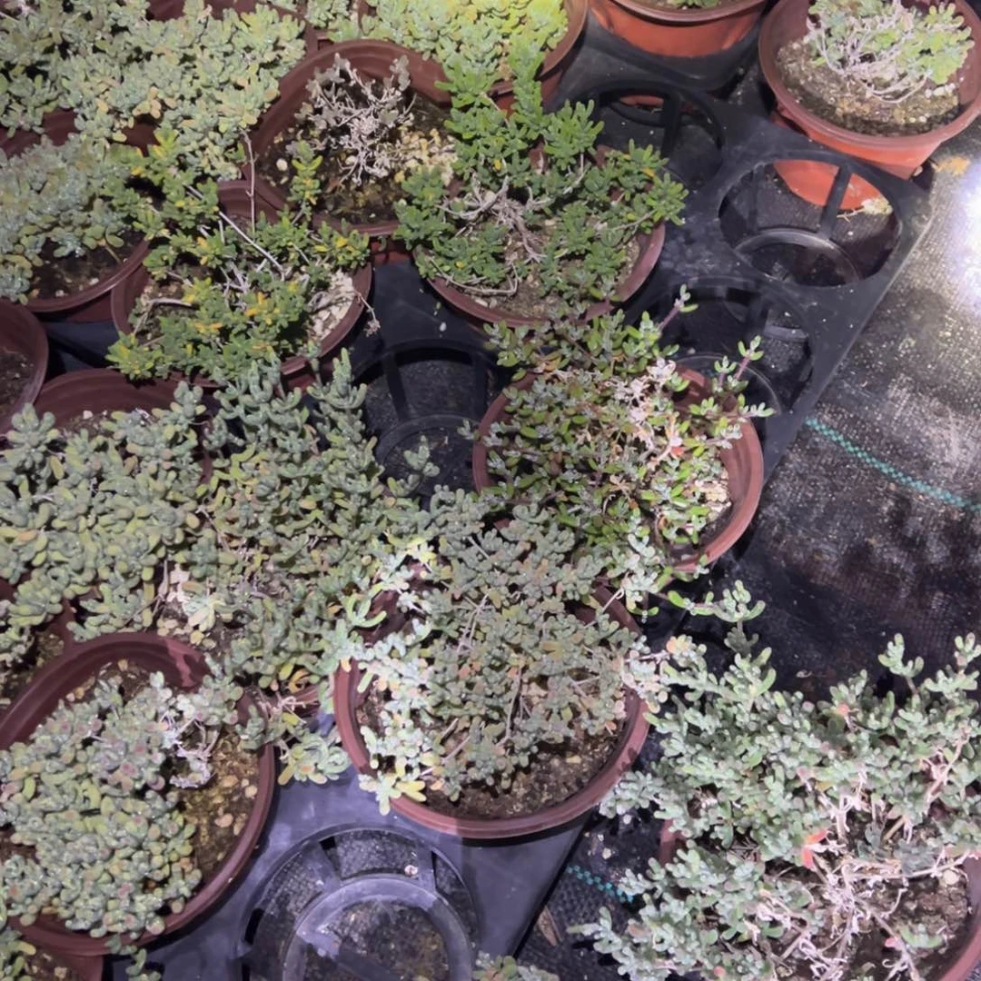 彩虹卷55杯小老桩精品