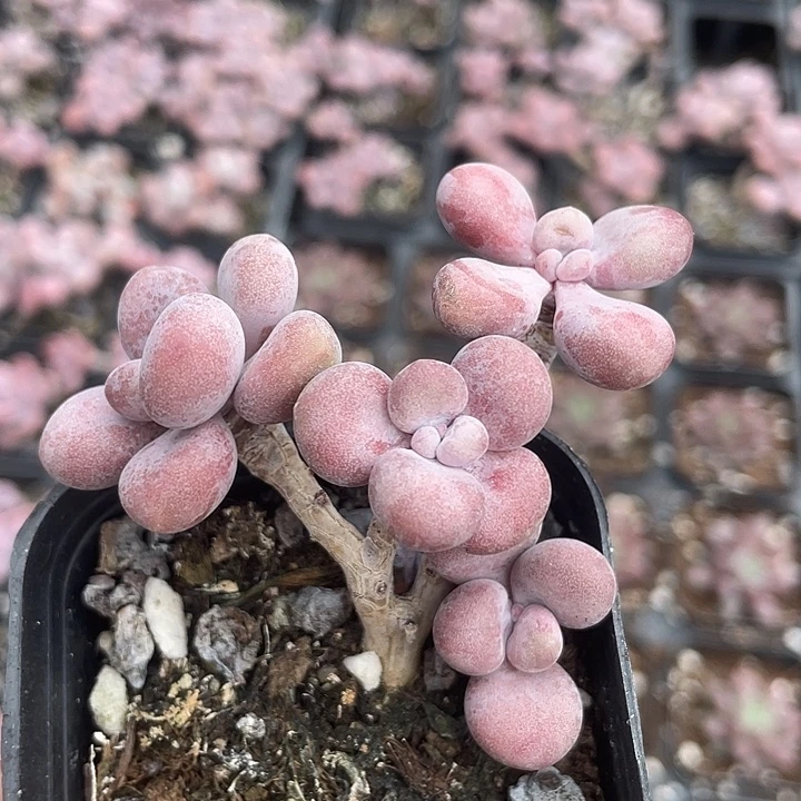 一物一拍满18包邮