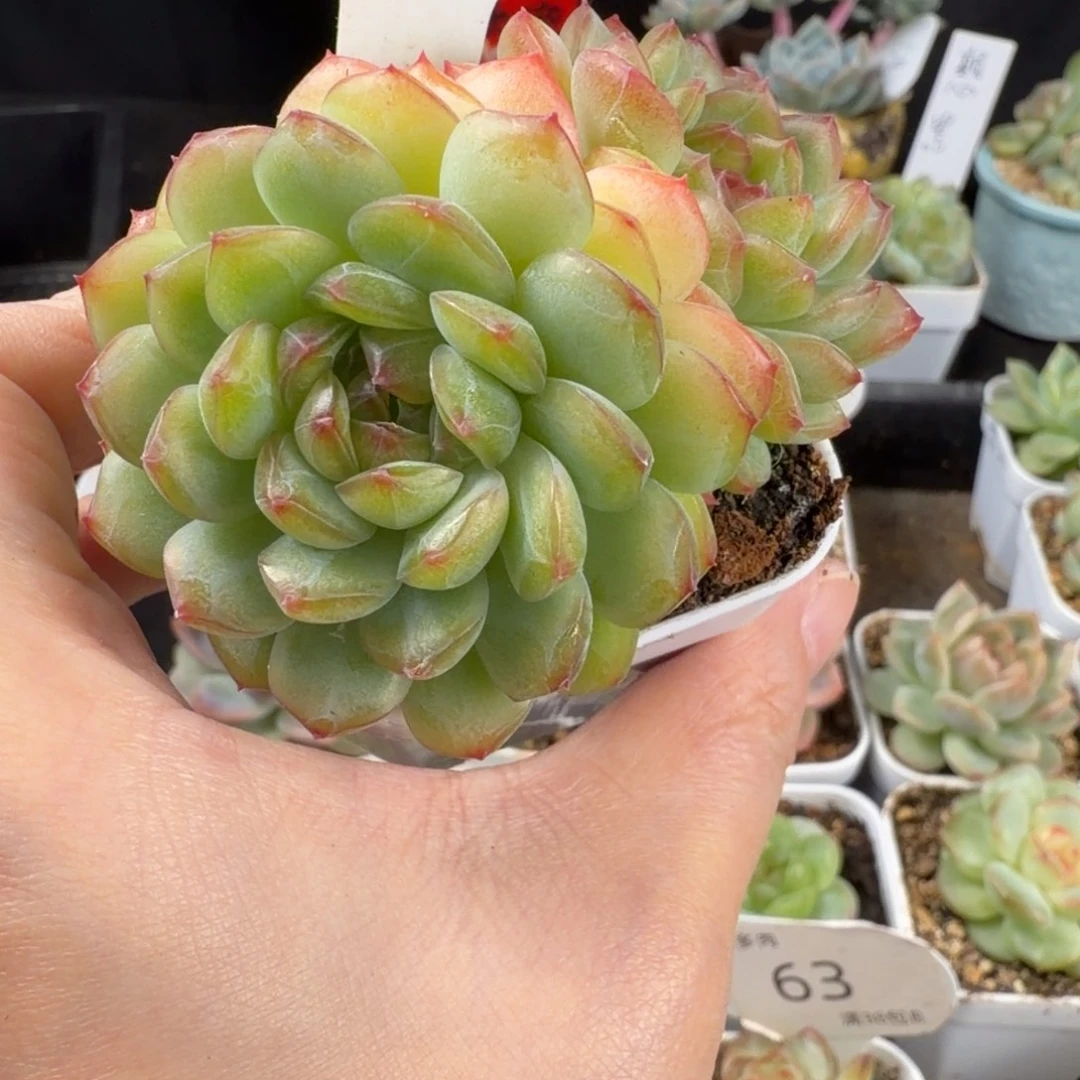 琴心双头一颗64号