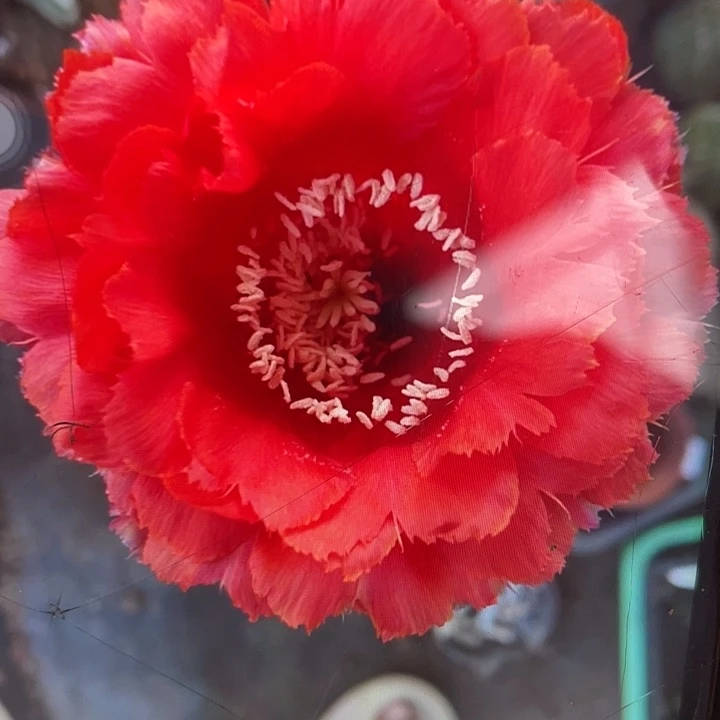 嘟17号2-2.5公分侧牙福利