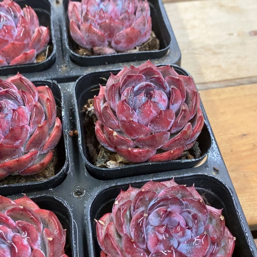 82。蓝莓单头。福利多多