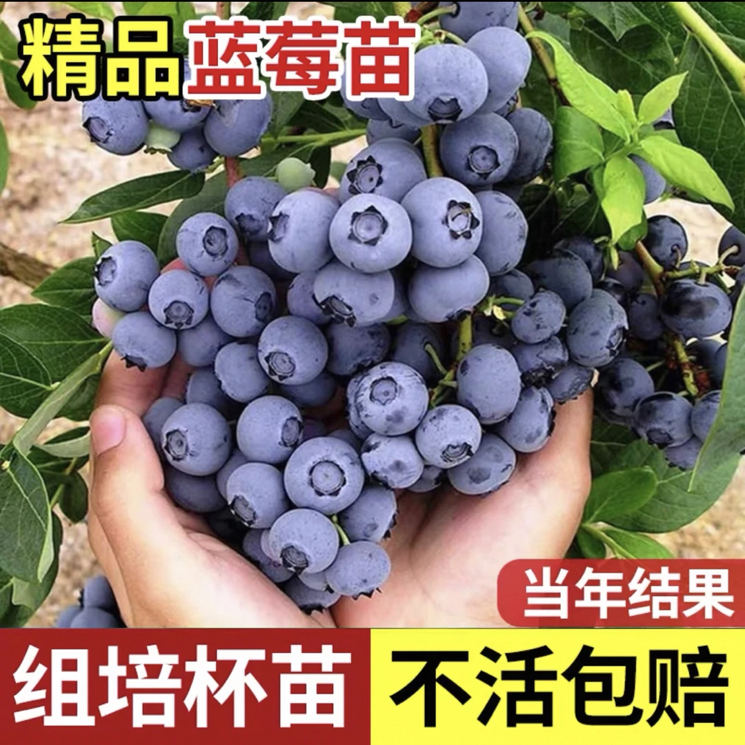 蓝莓树果苗南方北方种植特大蓝莓树苗盆栽地栽当年结果兔眼蓝莓苗