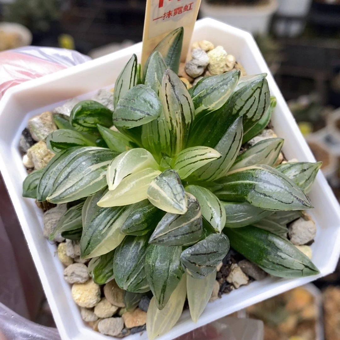 141号西瓜锦带盆发货