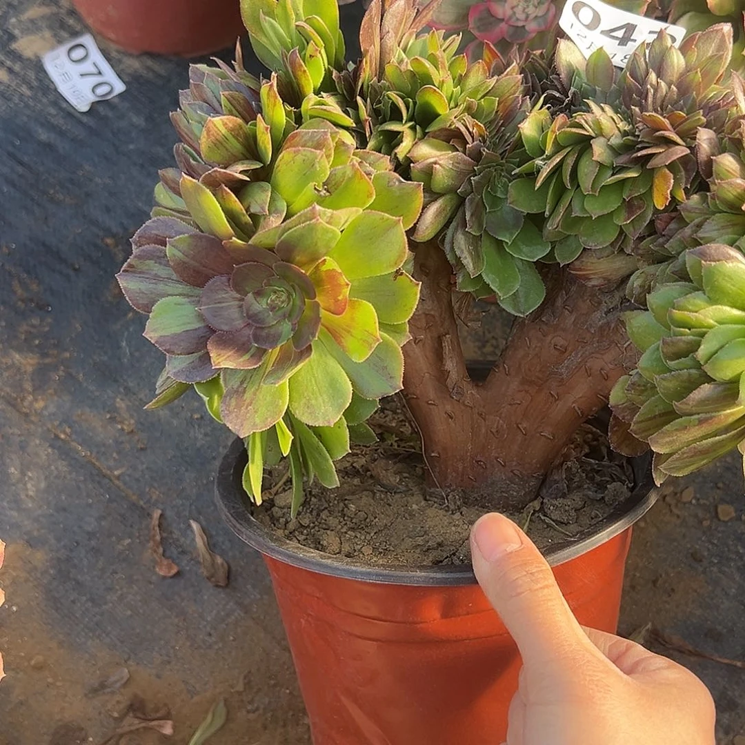 12.18-42花月夜缀多肉植物