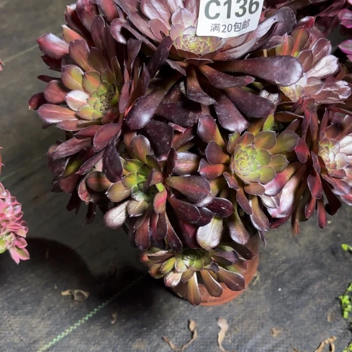 瑞妈一物一拍136有断枝