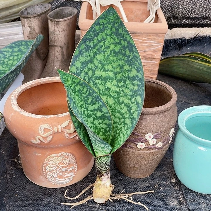 完全开放翠宝镜33cm