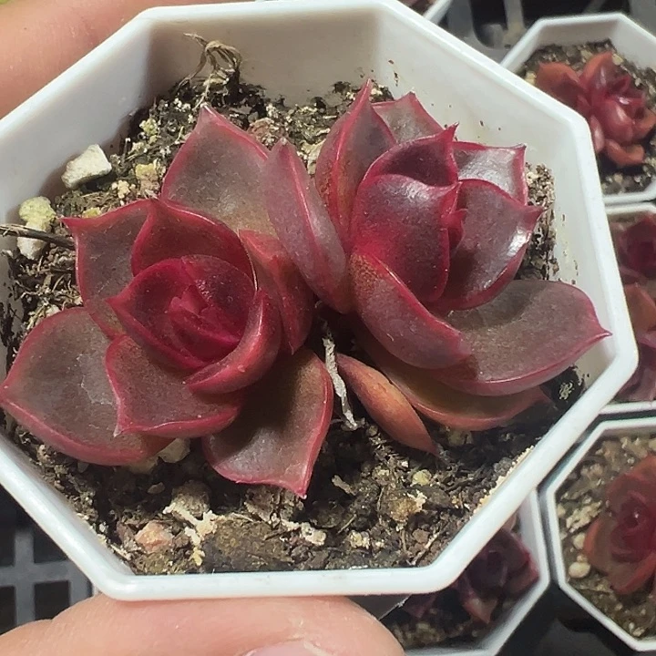 红灯精品多肉植物