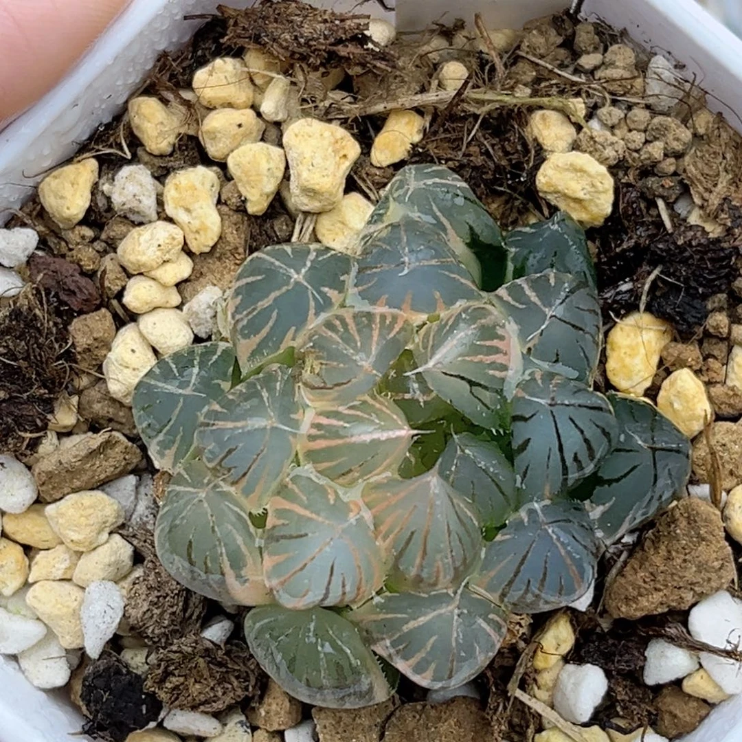 105糊斑趋势霓虹灯玉露锦福利专场